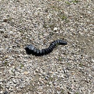 Reptile Habitat Decoration - Black Spiral